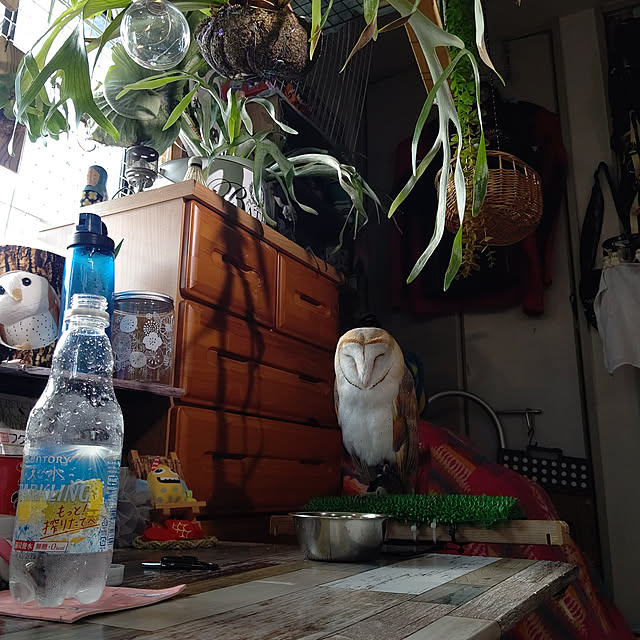 mikiさんの実例写真