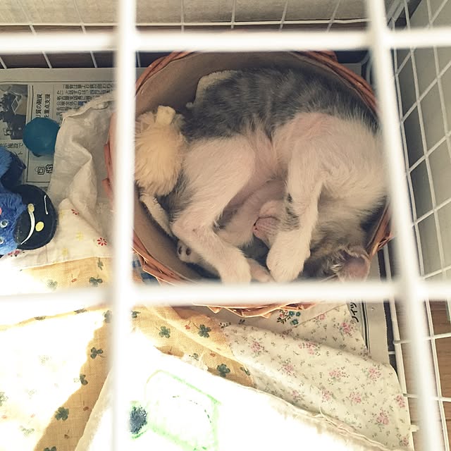 risuhaさんの実例写真