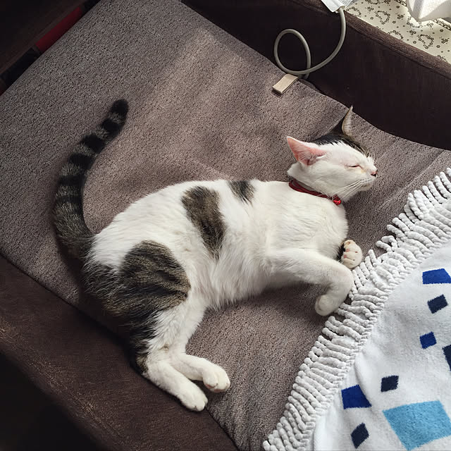 yocchiさんの実例写真