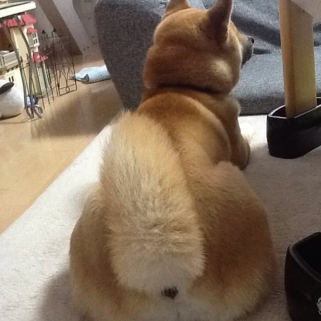 kotaさんの実例写真