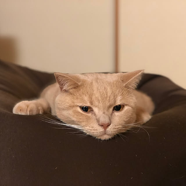 yucocococoさんの実例写真