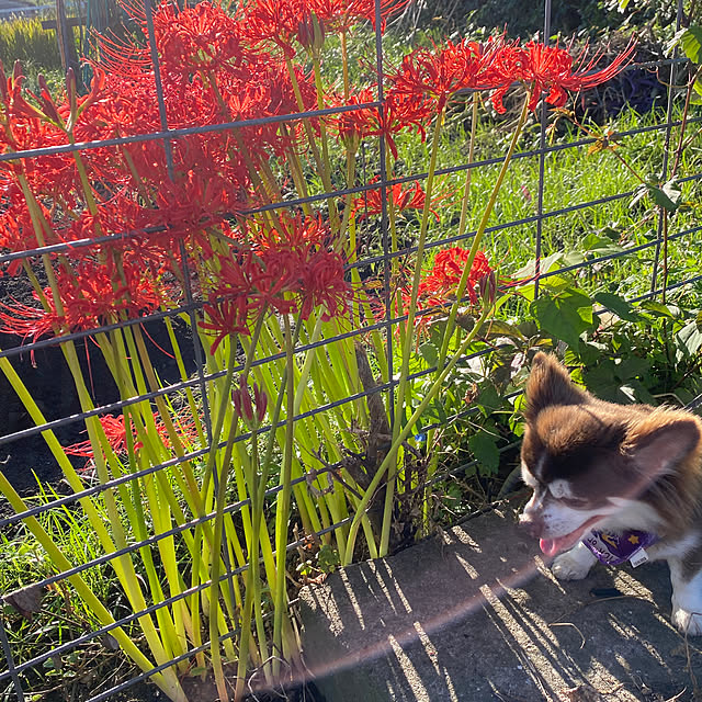 chIoeさんの部屋
