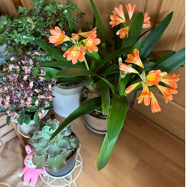 CoCo0617さんの実例写真