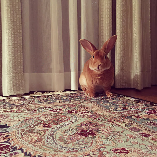 akkinさんの実例写真
