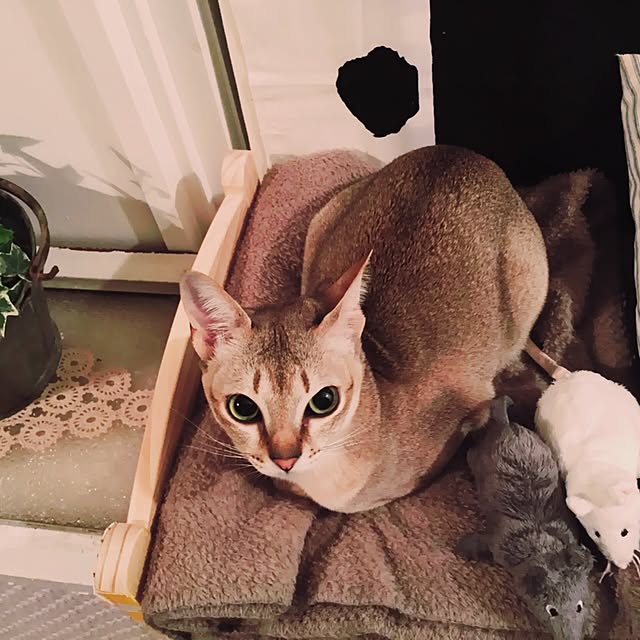 jaajjiさんの実例写真