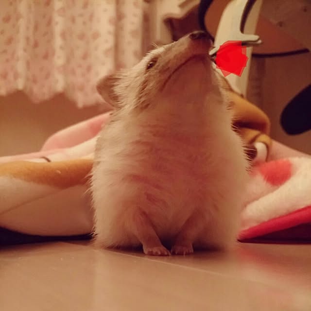 kuruさんの実例写真