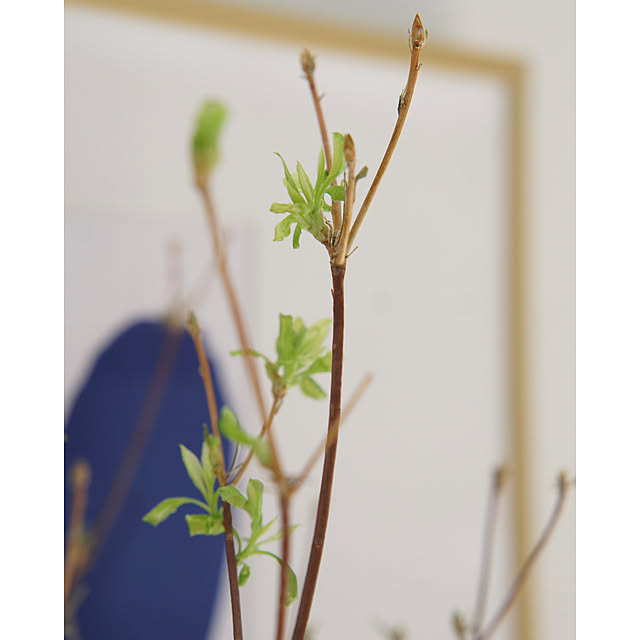 noriflowerさんの部屋