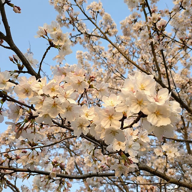 ri-eさんの実例写真