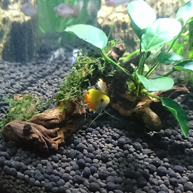 AZさんの実例写真