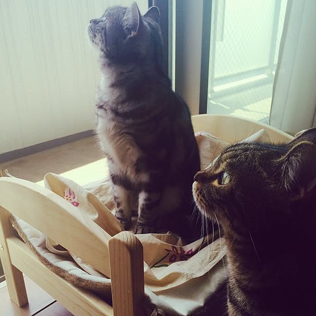 mikomaruさんの実例写真