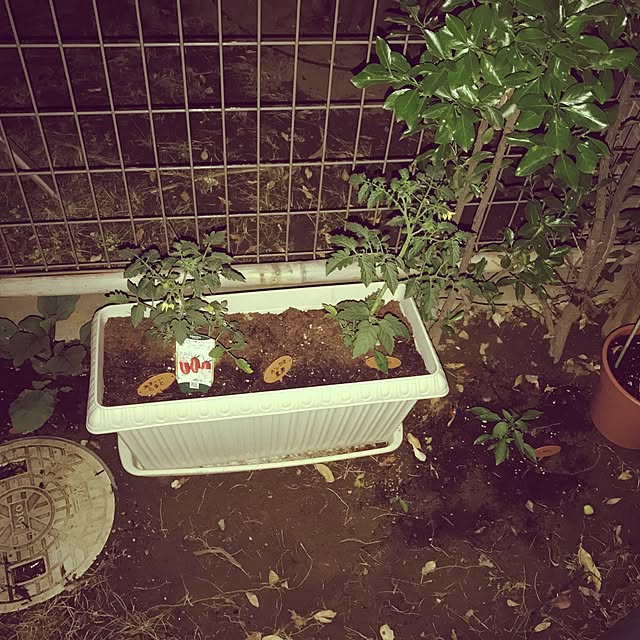 LRmamaさんの実例写真
