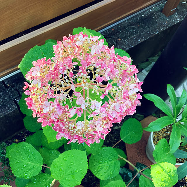 haruminさんの実例写真