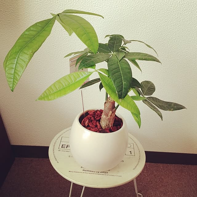 Masumiさんの実例写真
