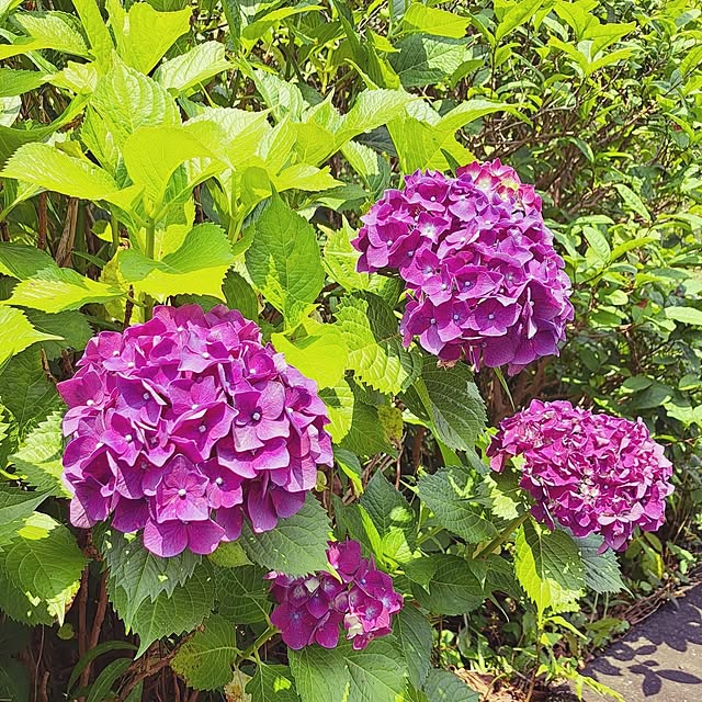kiyohima229さんの実例写真