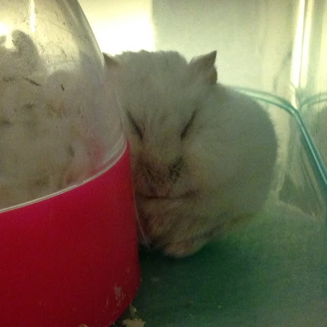 jnjnforesterさんの実例写真