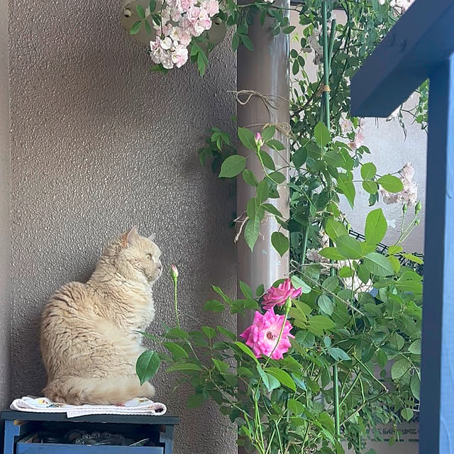 naokoさんの部屋