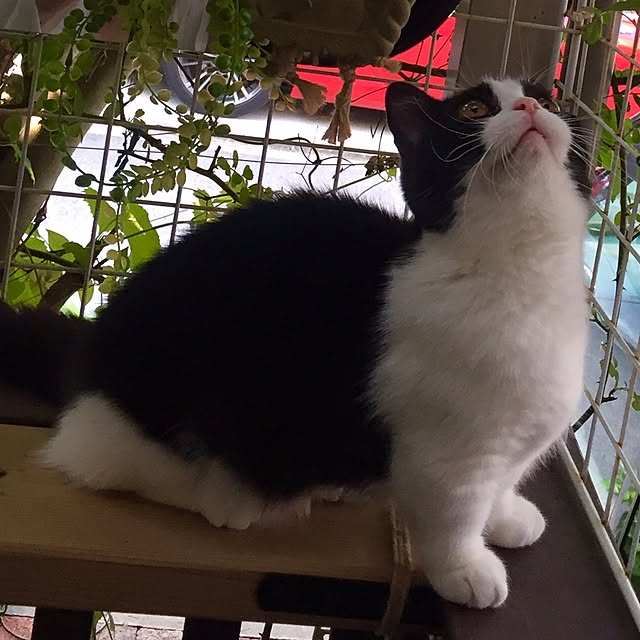 butachanさんの実例写真