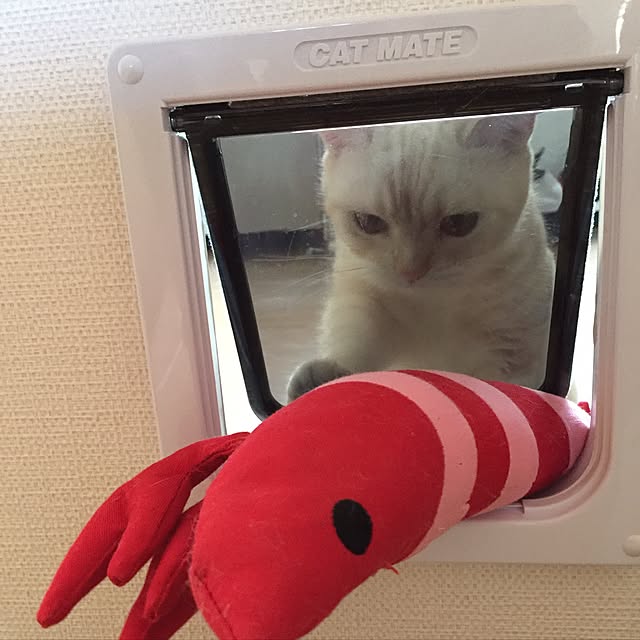 sirasu.nさんの実例写真