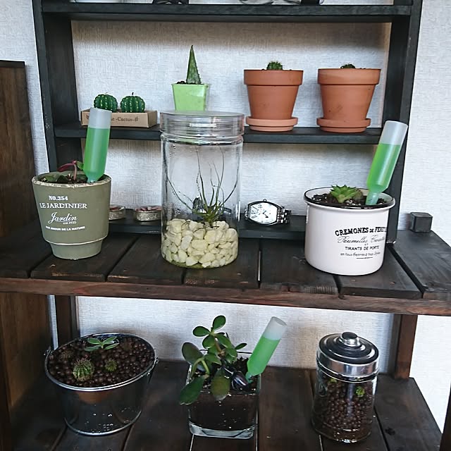 棚/サボテンのインテリア実例 - 2017-04-24 19:54:32