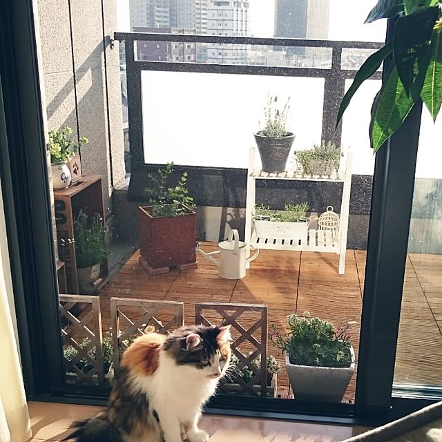sumosarozaさんの実例写真