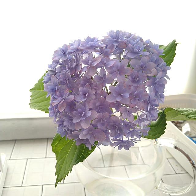 ameamekaasanさんの部屋