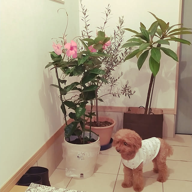 chocoさんの実例写真