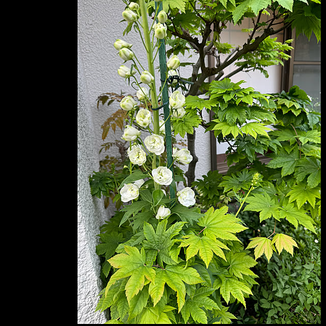 mamizaさんの部屋