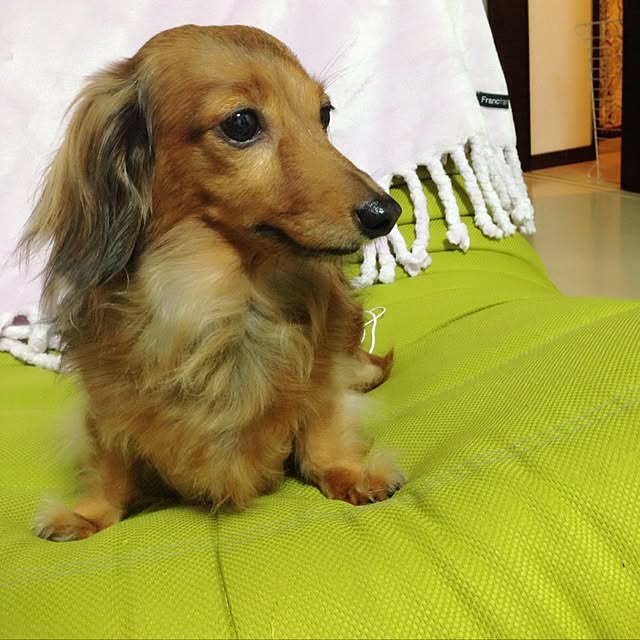 koumeさんの実例写真
