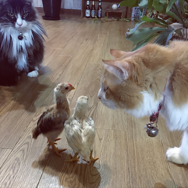 rby88さんの実例写真