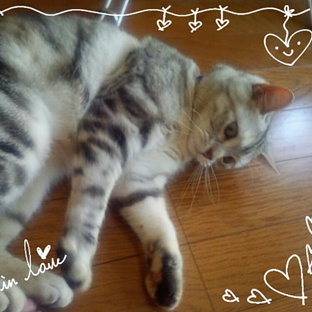 LittleMyさんの実例写真