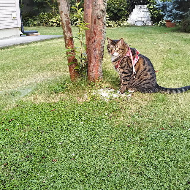 実例写真