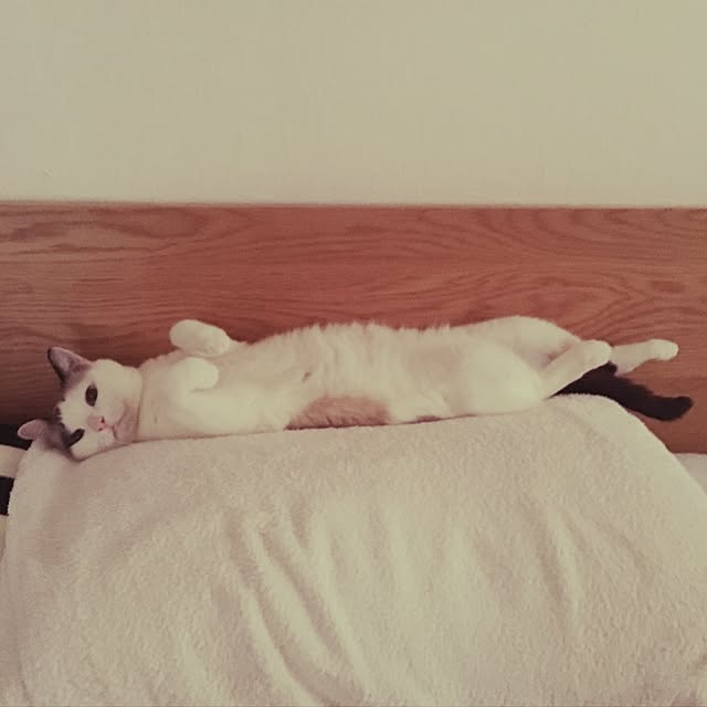 niko-25さんの実例写真