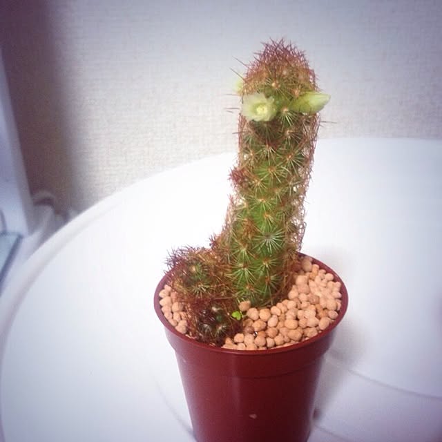 naruninetさんの実例写真