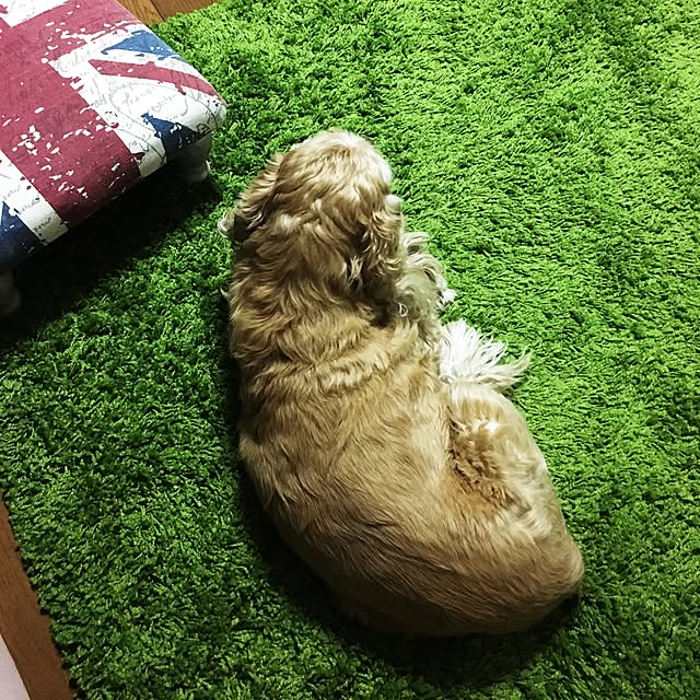 Tippiさんの実例写真