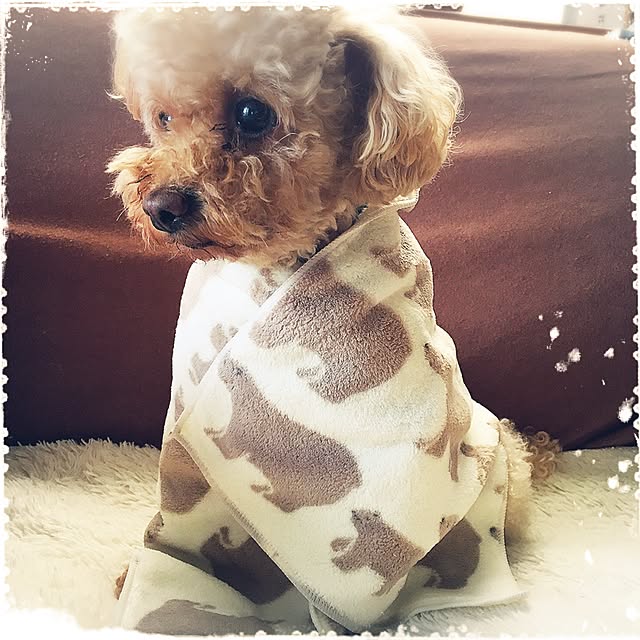 mapleさんの実例写真