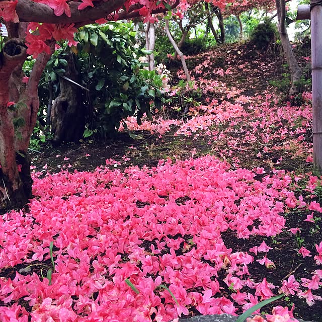 Shizukaさんの実例写真