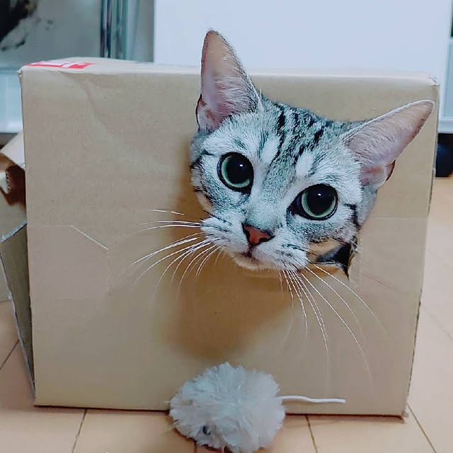 実例写真
