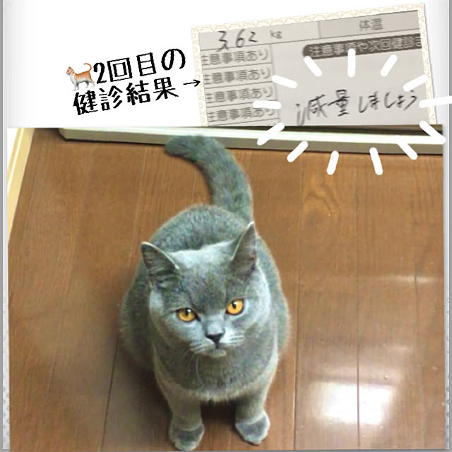 冷蔵庫の前/育ち盛りの猫/ご飯足りなくて怒る猫/ねこばかりすみませんm(._.)m/ねこと暮らす...などのインテリア実例 - 2020-06-18 14:54:11