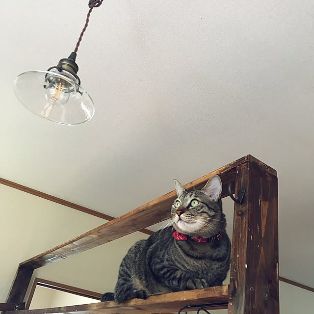 mikan161さんの実例写真