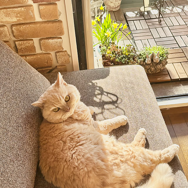naokoさんの実例写真