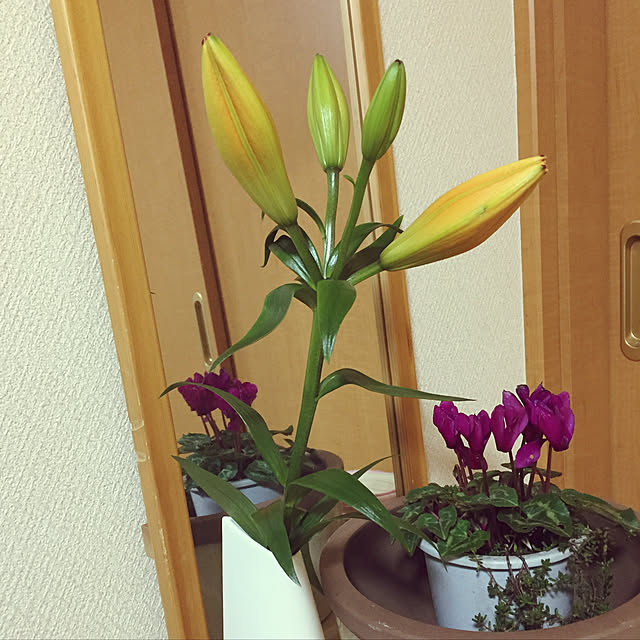 maakoさんの実例写真