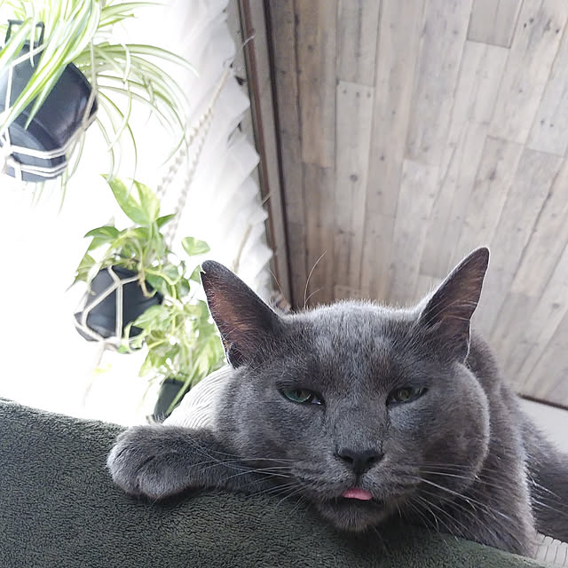 annさんの実例写真