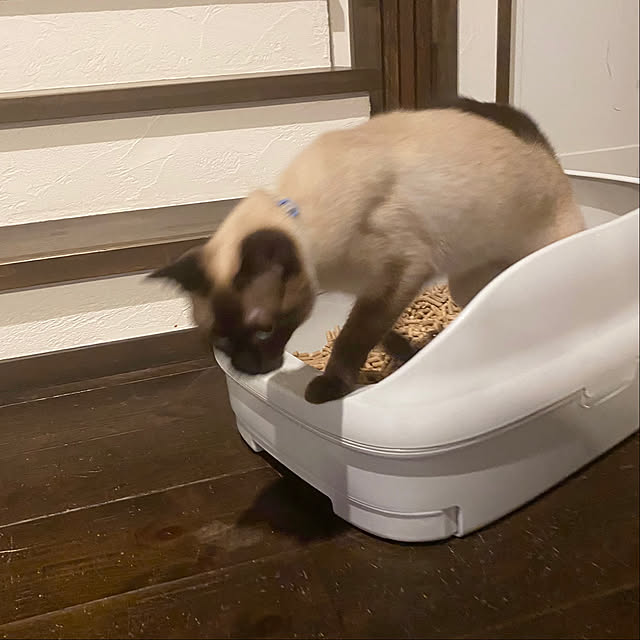 capelさんの実例写真