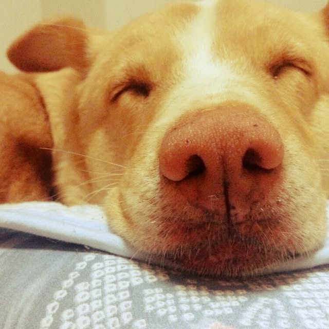 puku.さんの実例写真