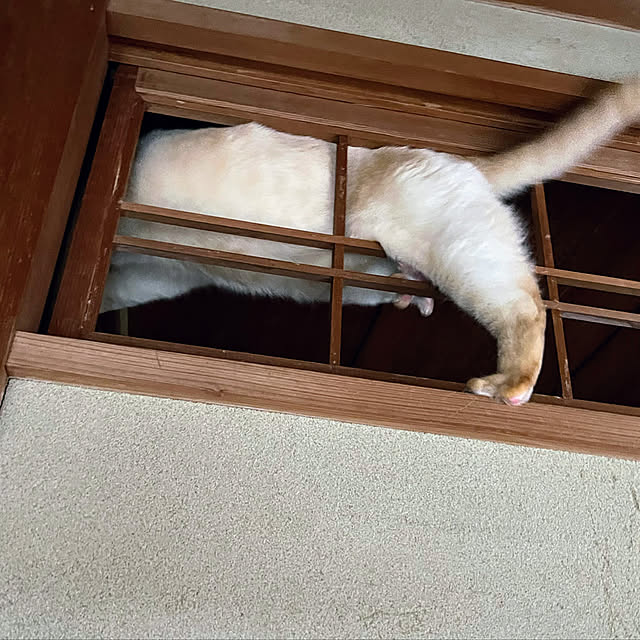 mohhaさんの実例写真