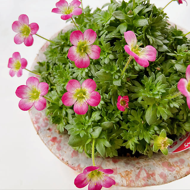 glassflowerさんの実例写真