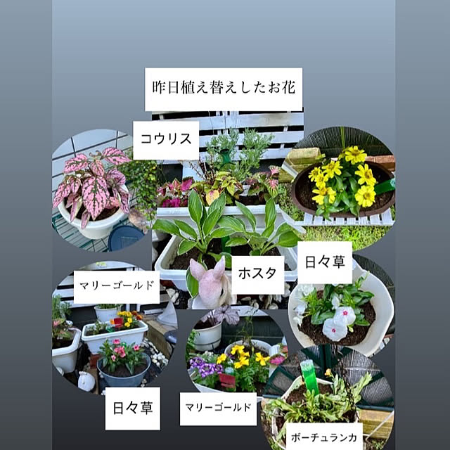 YuuKoさんの実例写真
