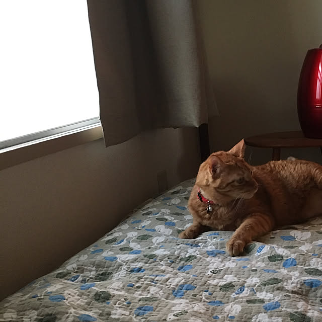 nonnokoさんの実例写真