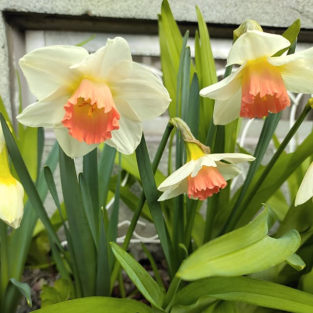 kiraさんの実例写真