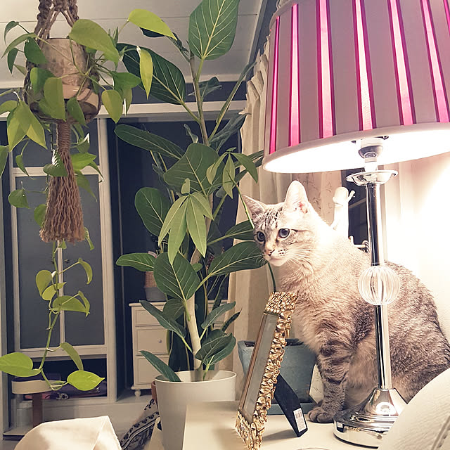 neoさんの実例写真